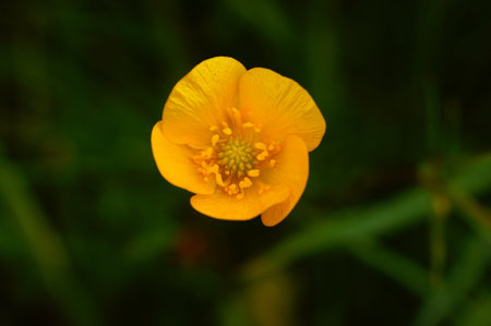 Close-up of a buttercup blossom on an orchard meadow. Deep yellow with details.