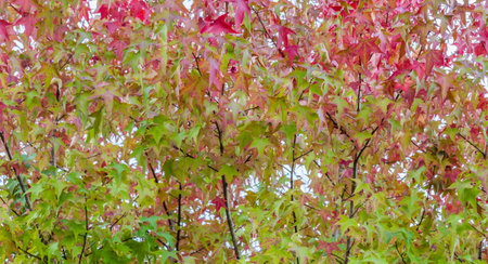 A closeup shot of red and green leavesの写真素材