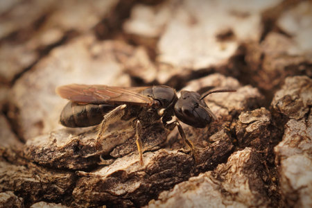 A closeup shot of a Ceratina cucurbitina carpenter bee perched on a wooden surfaceの写真素材