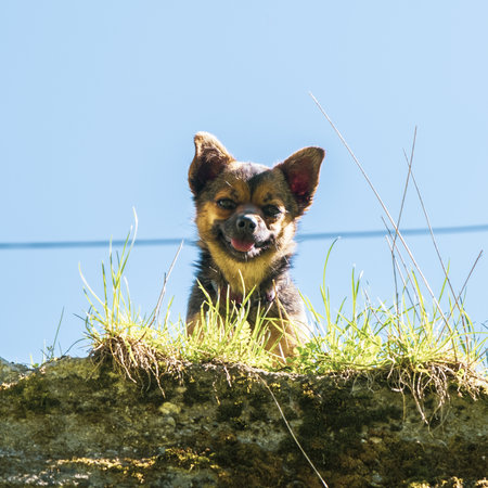 A closeup of an adorable German shepherd puppy in a field under the sunlightの写真素材