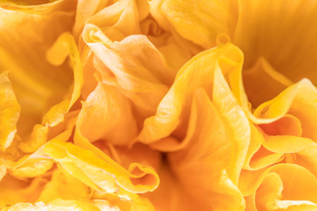 A closeup of yellow hibiscus petals with sunlight falling on themの写真素材