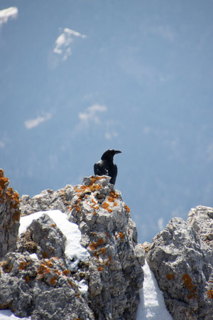 A low angle shot of an Alpine chough perched on a snow-covered mountainの写真素材