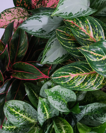 A vertical shot of a blooming potted plant leavesの写真素材