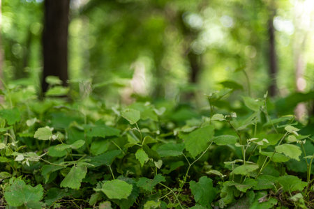 A selective focus of green leafy plants growing in a forest groundの写真素材