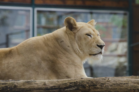 A lioness at the zoo