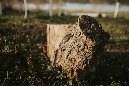 A cut tree trunk with gentle sunlight shining on it in a field with small flowers and plantsの写真素材