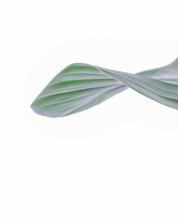 A grown green leaf of a plant isolated on a white background