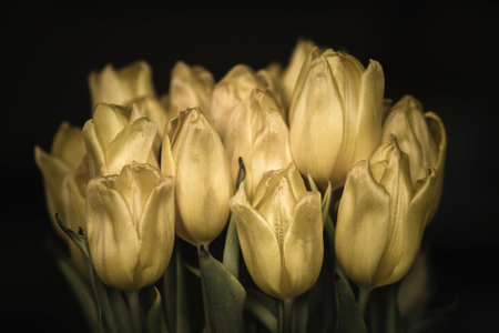 A selective focus shot of beige tulips isolated on a black backgroundの写真素材