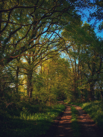 A vertical shot of a path in a sunny forestの写真素材