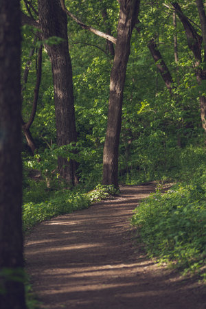 A vertical shot of a narrow pathway in a forest surrounded by treesの写真素材