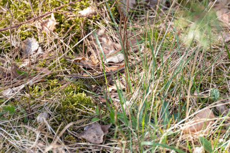 A small lizard hidden in dry grass in a forest