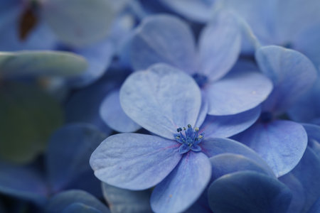 A selective focus shot of beautiful blue flowersの写真素材