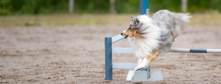 A Shetland Sheepdogd jumping over an agility hurdleの写真素材