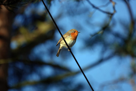 A closeup shot of a Robin (Erithacus rubecula) on a wire against a blue sky