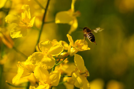 A honey bee approaching an inflorescence in a rape field. Dynamic macro shot.の写真素材
