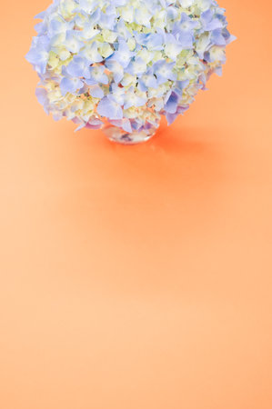 A vertical shot of blue hydrangea flowers isolated on a peach background with copyspaceの写真素材
