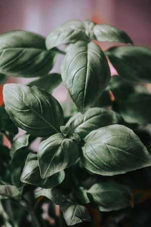 A closeup of fresh green basil leaves