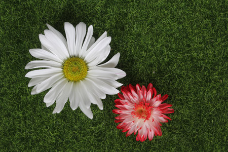 White Daisy Flower on Green Grass Background