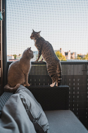 One british shorthair cat and one blind cat without eyes beeing on a balcony infront of a cat net.の写真素材