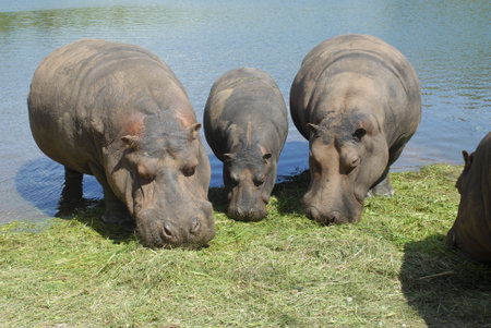 three hippos one is a baby, eating fresh grassの写真素材