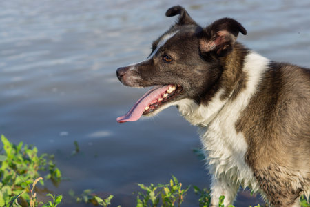 border collie dog bathing in the riverの写真素材