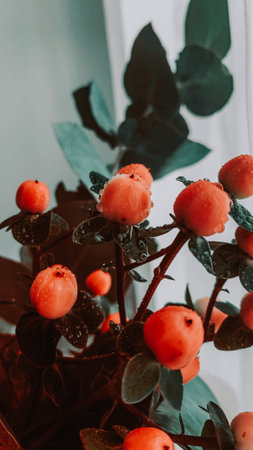 A closeup of pink hypericum berries with water drops, decor for bouquets of flowersの写真素材