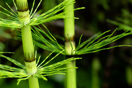 Horsetail, equisetum arvense, on the Wild Pacific Trail Ucluelet, BC Canadaの写真素材