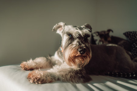 A cute hairy Miniature Schnauzer dog lying on the badの写真素材