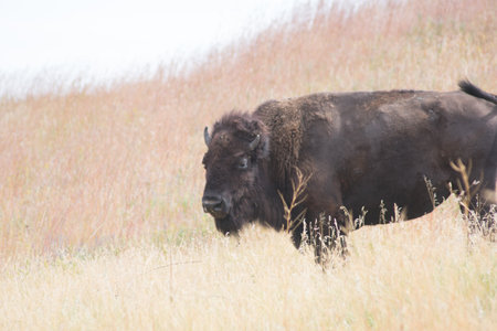 A closeup shot of a furry American bison in its natural habitatの写真素材