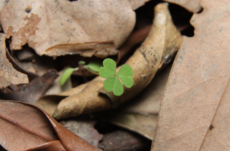Grow through leaf litter