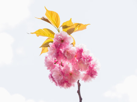 Cherry blossoms in Japanの写真素材