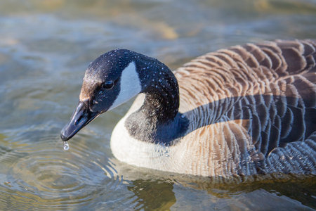 Close up of a Canada goose on a lake