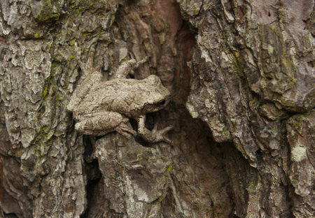 Gray Tree Frog Hyla chrysoscelis on pine tree in Eastern Texasの写真素材