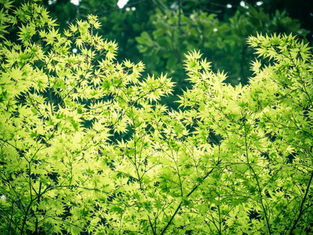 Shinjuku Gyoen in Tokio, Japan