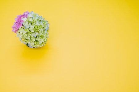 A beautiful pink and green hydrangea flowers in a vase on a yellow background with free space for textの写真素材