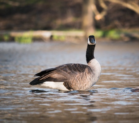 A closeup shot of a Canada goose swimming in the lakeの写真素材