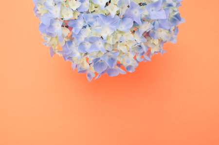A closeup shot of blue Hydrangea flowers isolated on a peach color backgroundの写真素材