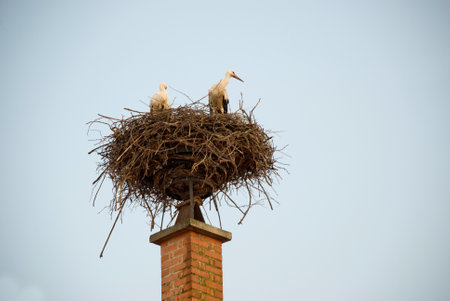 Storks in nest on chimney of house in Rust, Burgenland - Austriaの写真素材