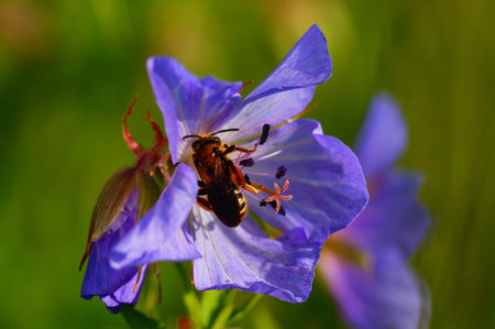 A honey bee searches for nectar on the flower of a meadow crane's bill.