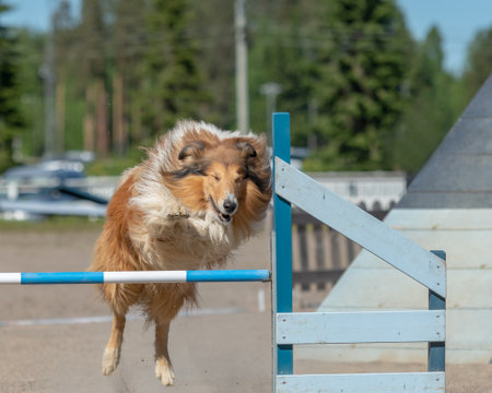 A Rough Collie jumps over an agility hurdle on dog agility courseの写真素材