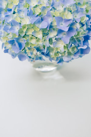 A vertical shot of blue hydrangea flowers isolated on a light-blue backgroundの写真素材