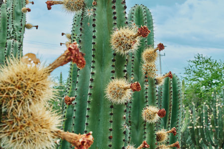 Cactus orchard yielding rich pitayas, balls with spines on the bodies on a cloudy dayの写真素材