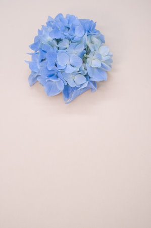Beautiful blue hydrangeas on a beige background