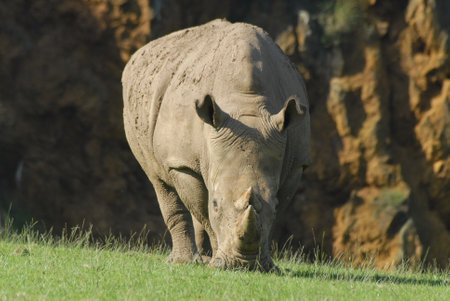 Rhinoceros walking and eating fresh grass and lying down restingの写真素材