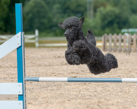 A black poodle jumps over an agility hurdleの写真素材