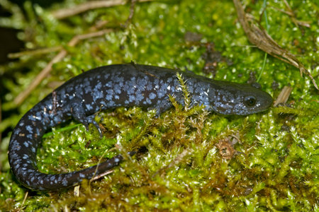 Closeup of a female Ambystoma laterale , Blue-spotted Salamander on green mossの写真素材