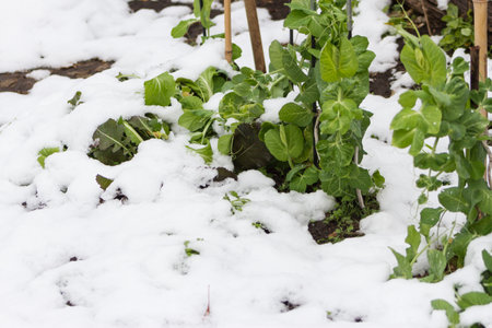 organic garden plants covered with snowの写真素材