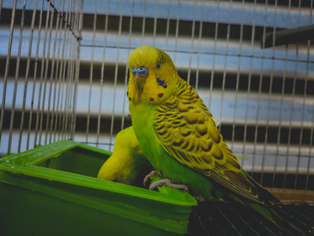 A closeup of funny yellow budgies feeding in the cageの写真素材