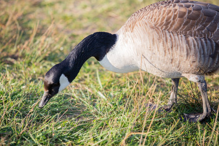 Canada goose feeding in a fieldの写真素材
