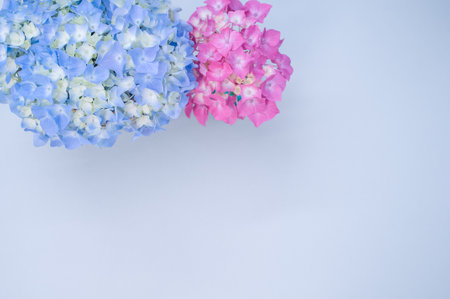 Beautiful pink and blue hydrangeas on a blue backgroundの写真素材